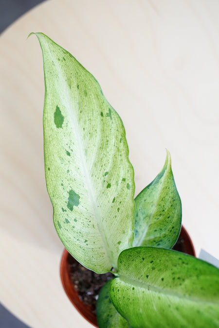 Plant Know-How: Dieffenbachia 'Camouflage'