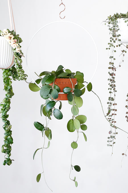 Plant Know-How: Hoya obovata