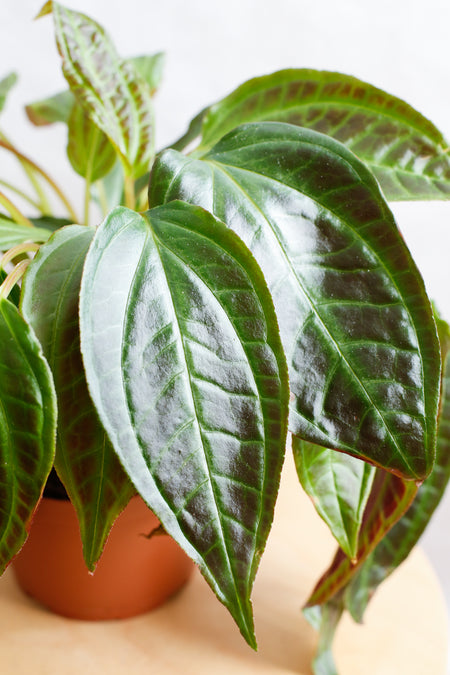 Plant Know-How: Monolena primuliflora