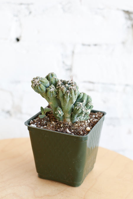 Plant Know-How: Cereus forbesii monstrose 'Ming Thing'