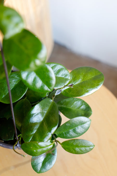 Plant Know-How: Hoya australis