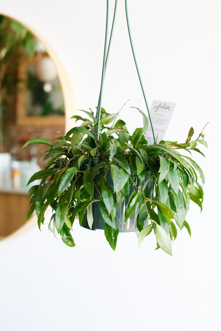 Plant Know-How: Hoya lacunosa