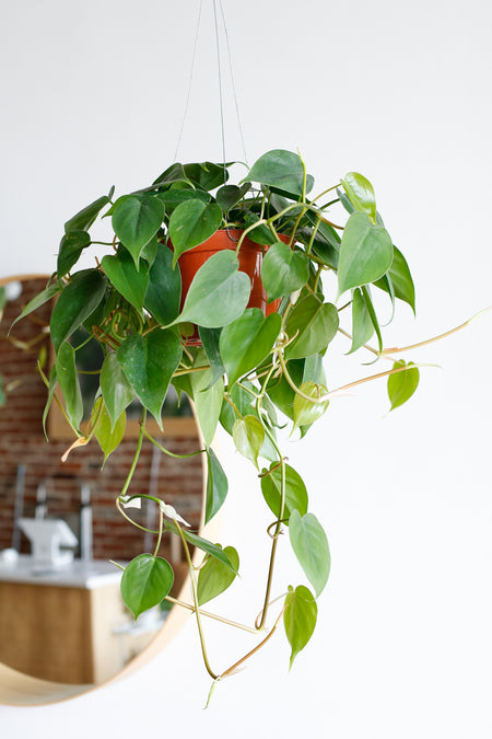 Plant Know-How: Philodendron hederaceum var. oxycardium