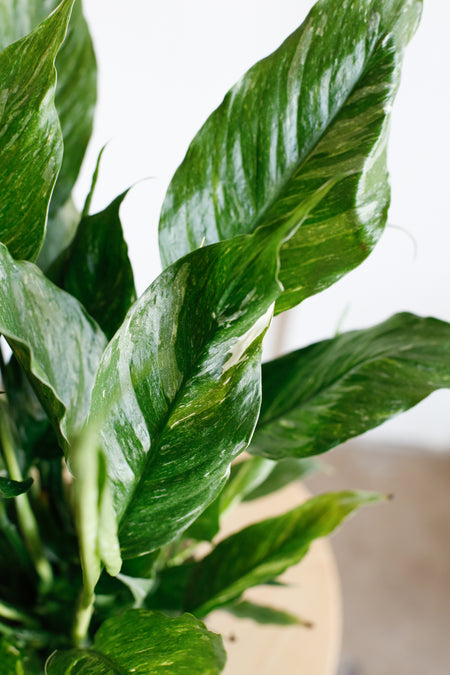 Plant Know-How: Spathiphyllum 'Domino'