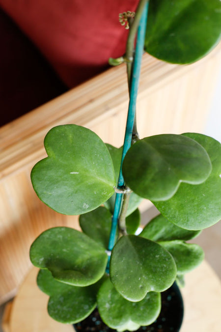 Plant Know-How: Hoya kerrii