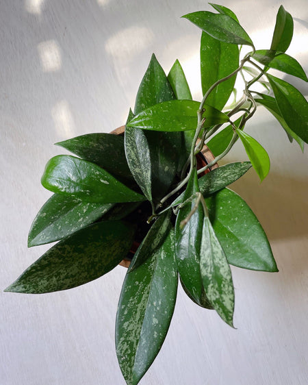 Plant Know-How: Hoya pubicalyx
