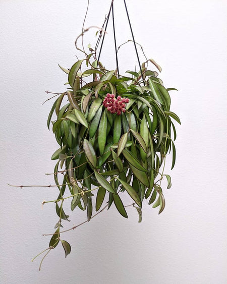 Plant Know-How: Hoya wayetii