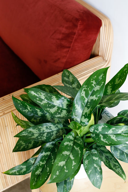 Plant Know-How: Aglaonema 'Emerald Beauty'