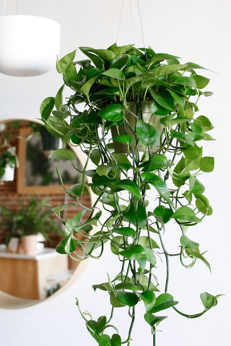 Plant Know-How: Epipremnum aureum 'Jade'