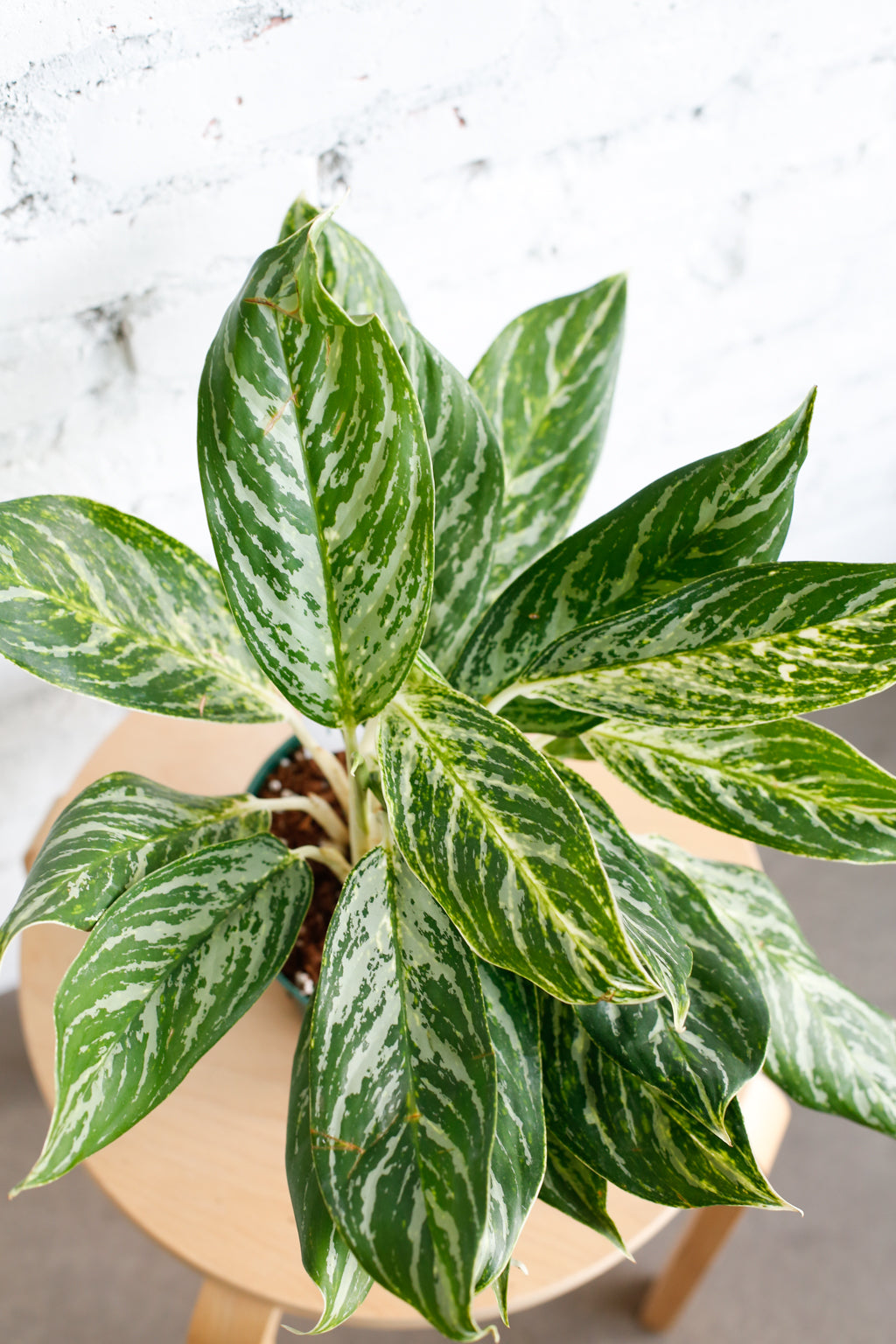 https://foliacollective.com/cdn/shop/articles/Folia-Aglaonema-GoldenMadonna-6in-detail-web_1200x1800.jpg?v=1669697358