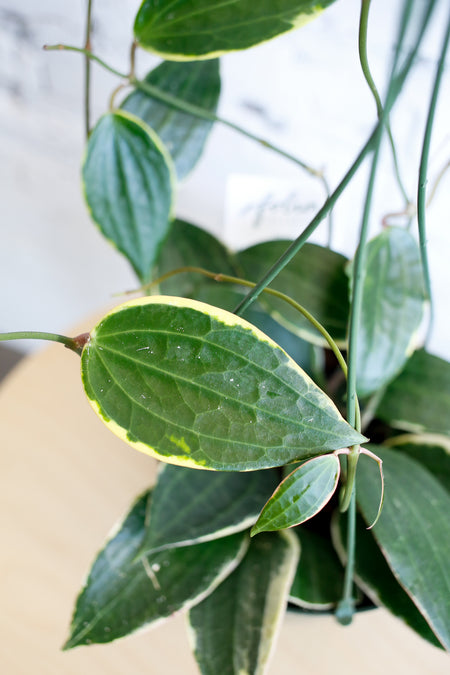 Plant Know-How: Hoya macrophylla variegata