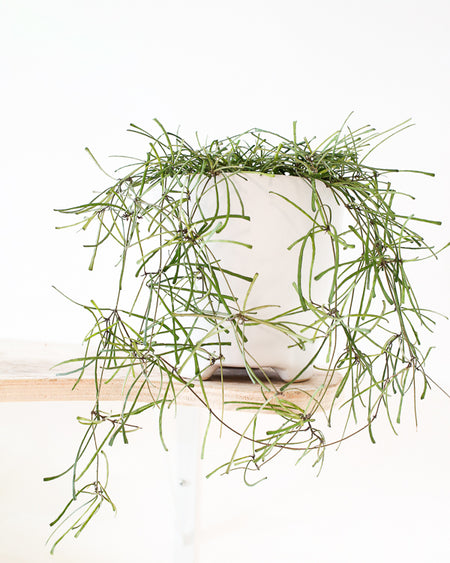Plant Know-How: Hoya retusa