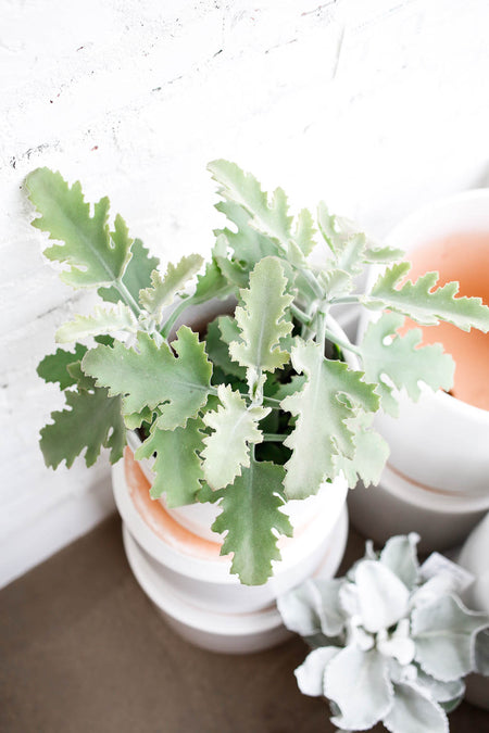 Plant Know-How: Kalanchoe beharensis 'Silver Shadow'