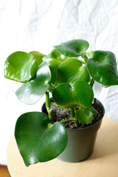 Plant Know-How: Peperomia polybotrya