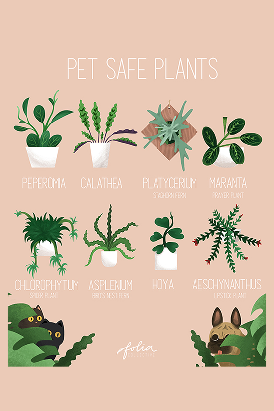 Pet Friendly Plants