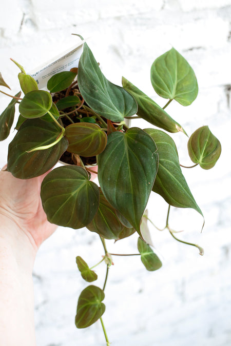 Plant Know-How: Philodendron micans