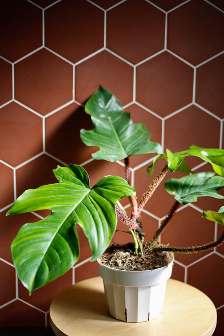 Plant Know-How: Philodendron squamiferum