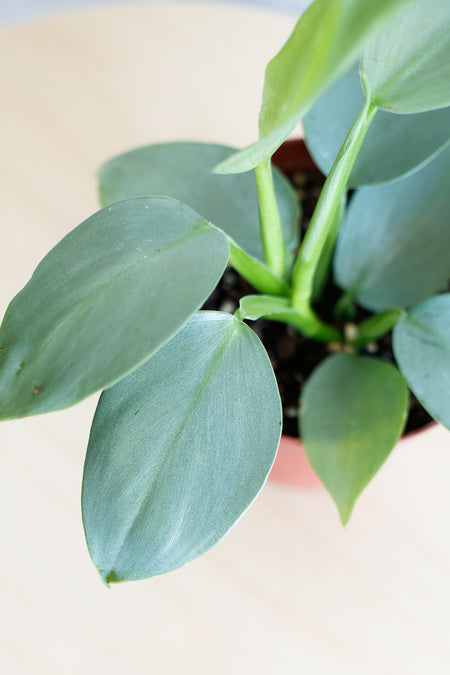 Plant Know-How: Philodendron hastatum 'Silver Sword'