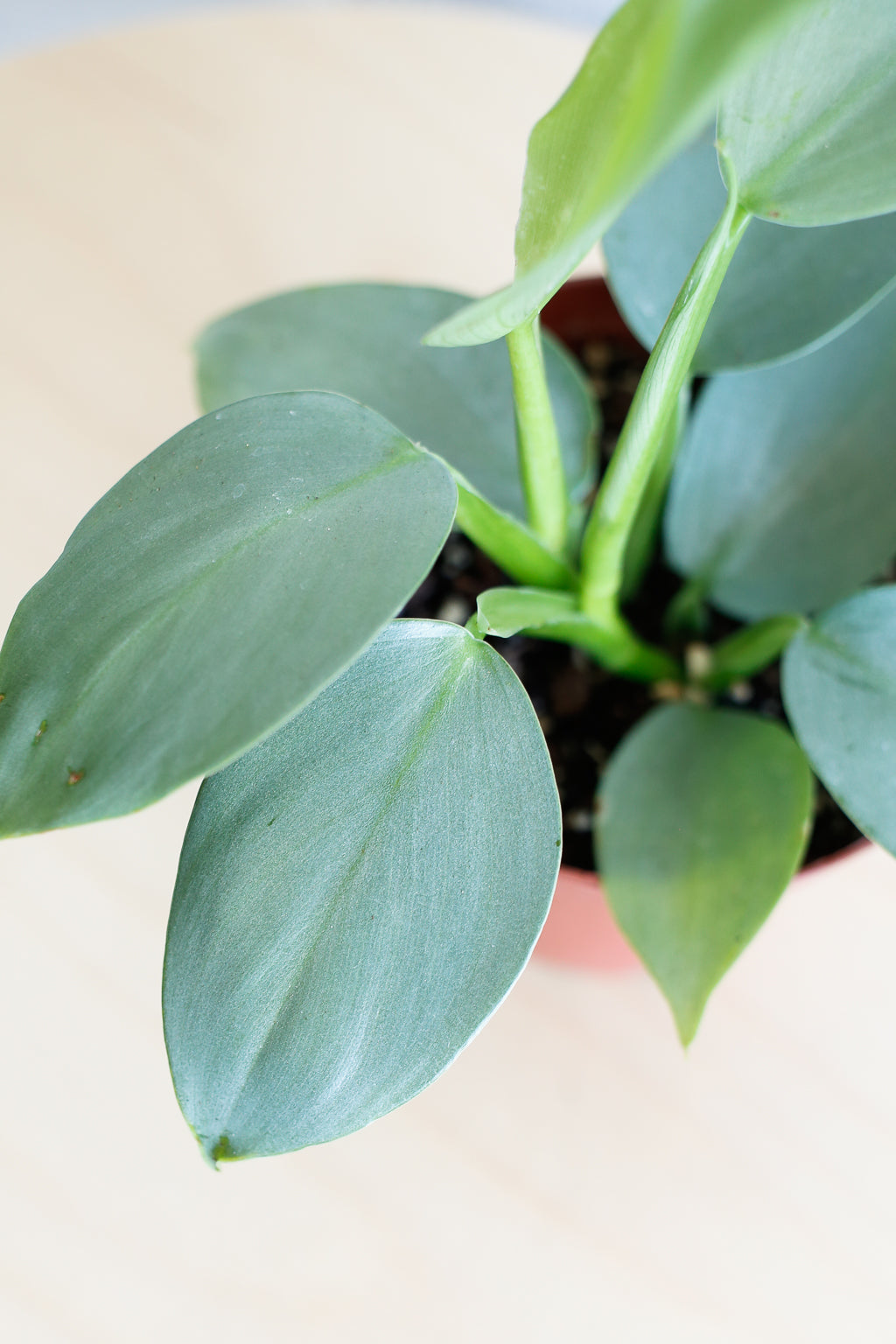 Philodendron Hastatum (Silver buying Sword Philodendron)