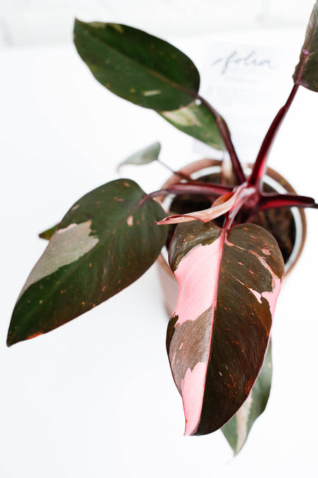 Plant Know-How: Philodendron erubescens 'Pink Princess'