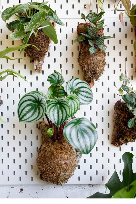 Plant Know-How: Cork Mounted Plants