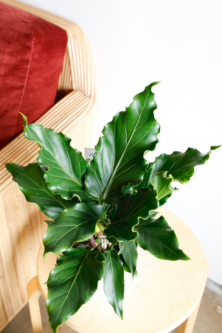 Plant Know-How: Anthurium plowmanii