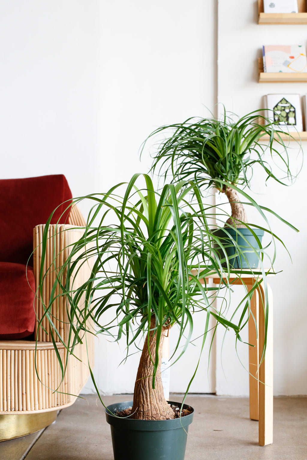 image.title Beaucarnea Recurvata: The Ponytail Palm