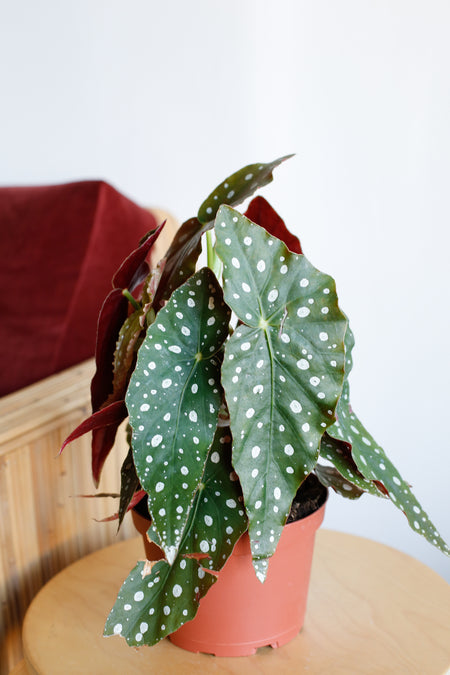 Plant Know-How: Begonia maculata