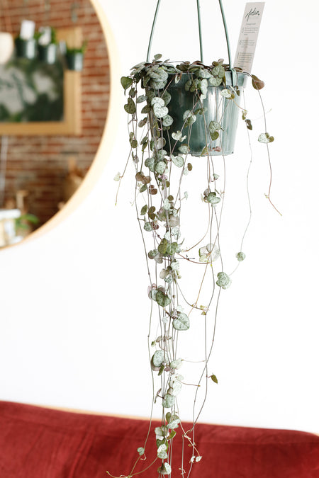 Plant Know-How: Ceropegia woodii