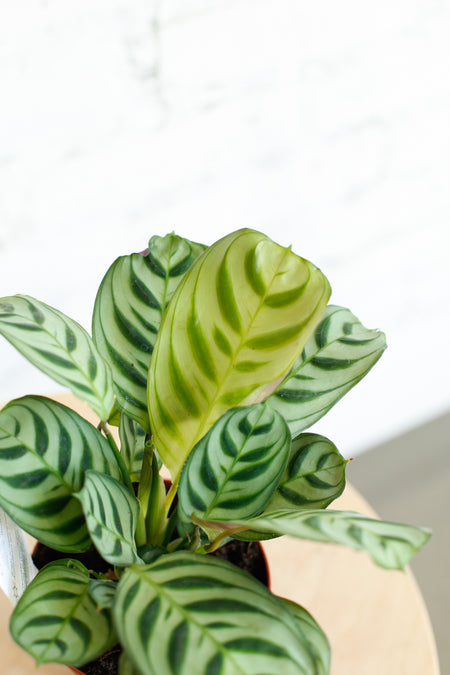 Plant Know-How: Ctenanthe