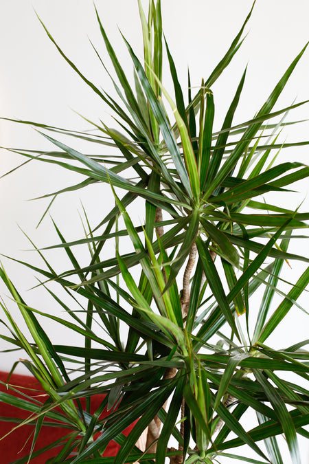 Plant Know-How: Dracaena marginata