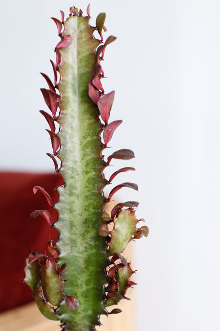 Plant Know-How: Euphorbia trigona