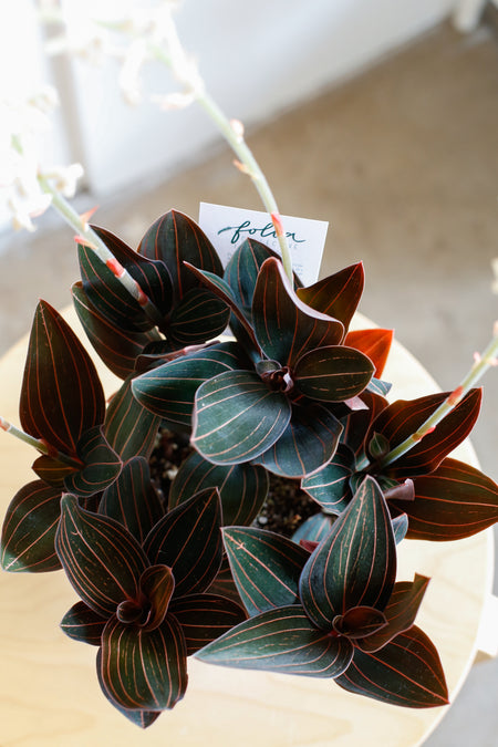 Plant Know-How: Ludisia discolor