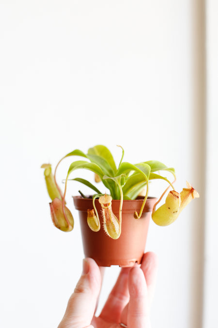 Plant Know-How: Nepenthes alata