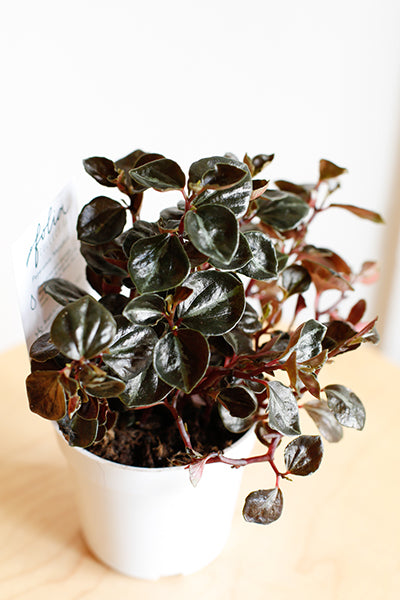 Plant Know-How: Peperomia metallica – Folia Collective