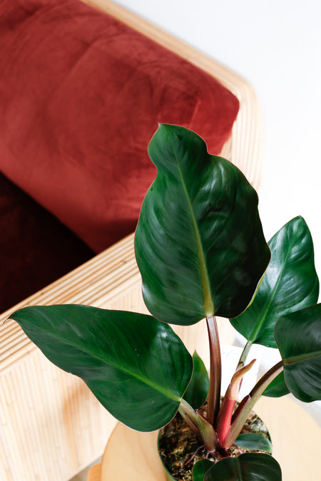 Plant Know-How: Philodendron 'Congo'