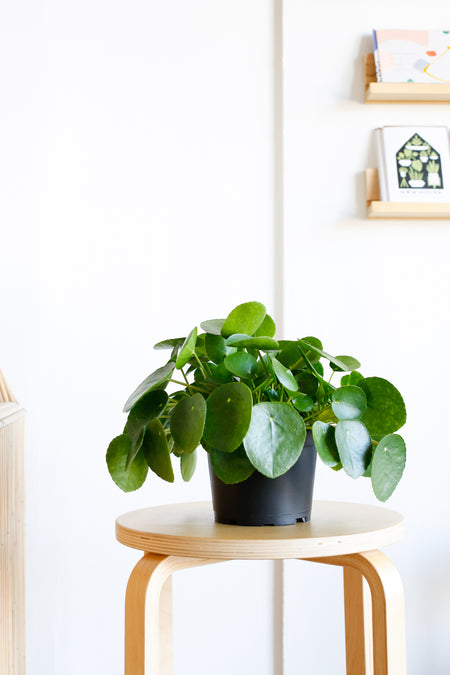 Plant Know-How: Pilea peperomioides