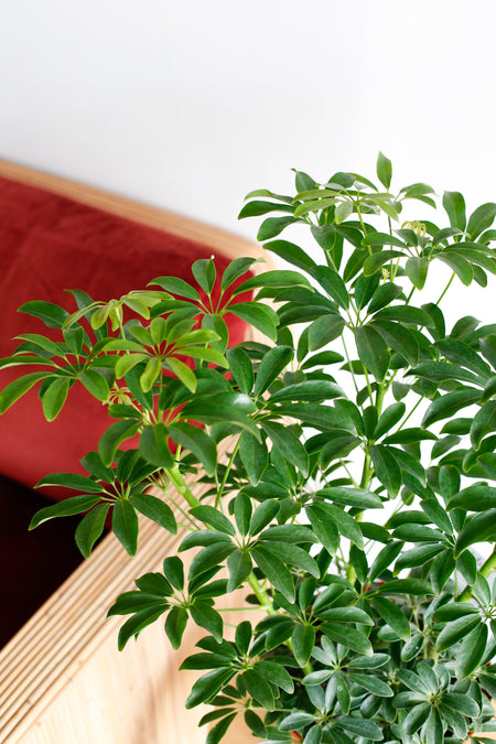 Plant Know-How: Schefflera arboricola