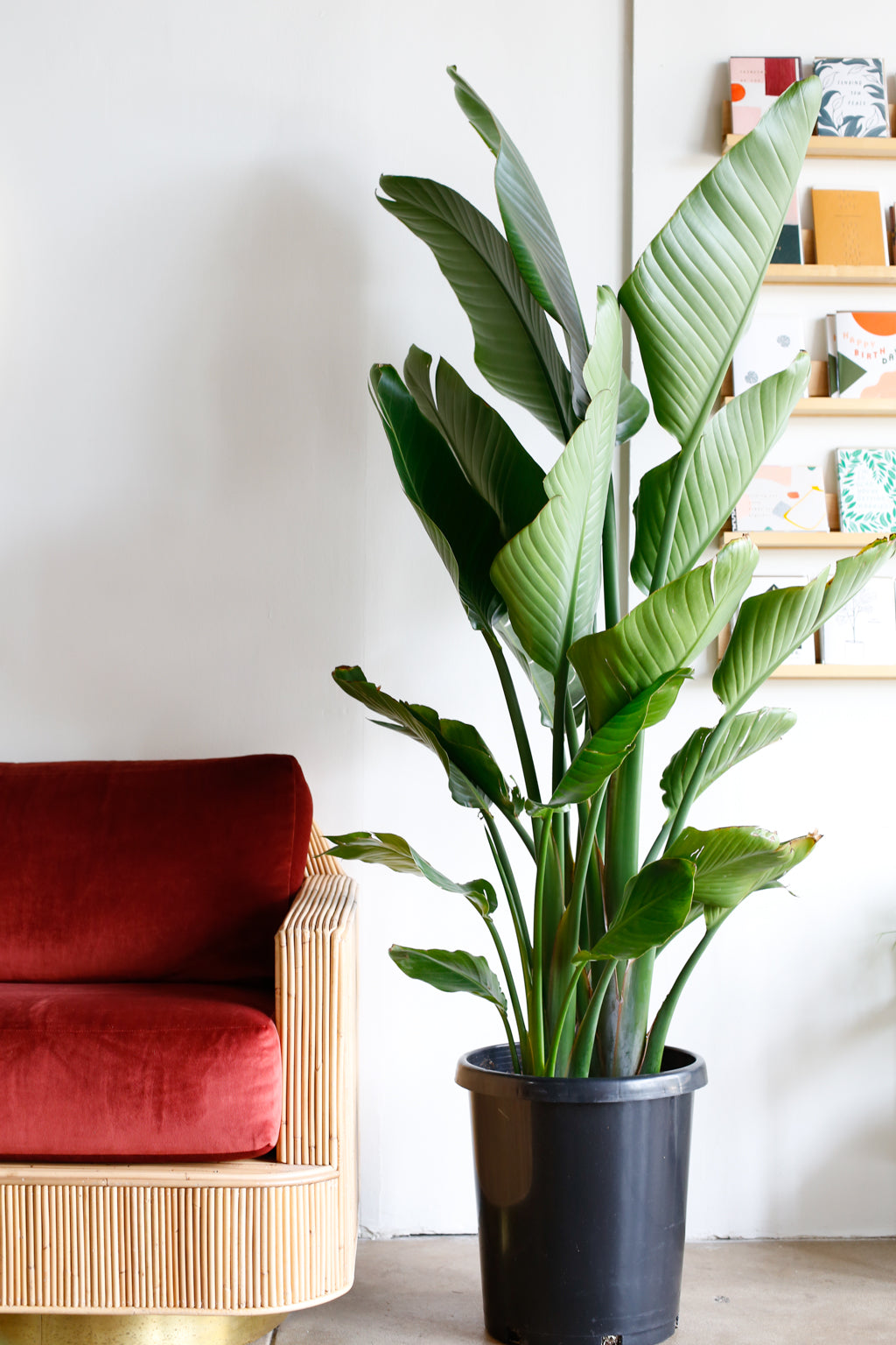 image.title Nicolai Strelitzia: A Study Of The White Bird Of Paradise