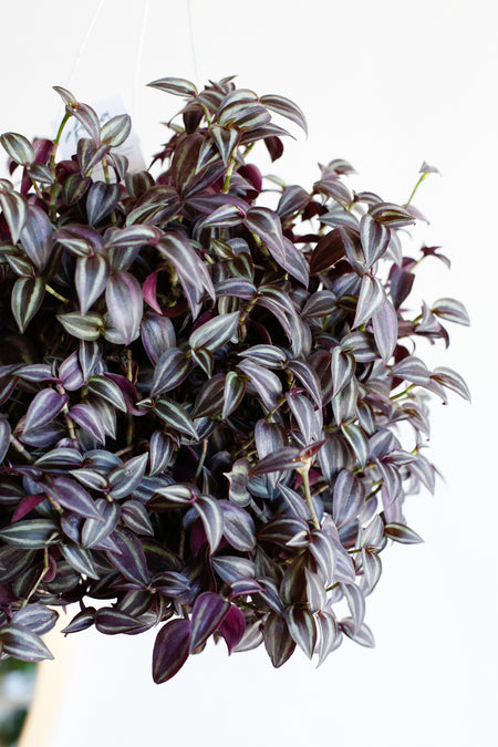 Plant Know-How: Tradescantia zebrina