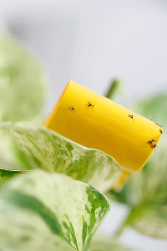 How To: Prevent and Combat Fungus Gnats