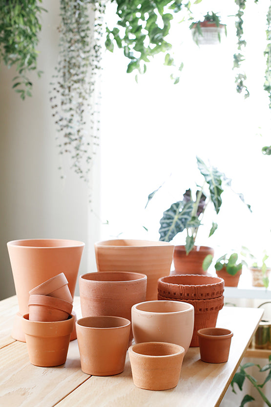 Ask A Plant Pro: Pot Size