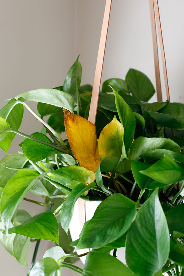 Ask A Plant Pro: Yellowing Leaves