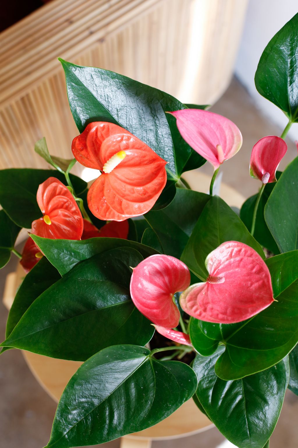 Anthurium Plant Care - How to Grow Anthurium andraeanum Indoors