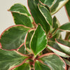 Peperomia clusifolia 'Ginny'