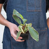 Peperomia clusifolia 'Ginny'