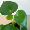 Peperomia polybotrya