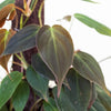 Philodendron hederaceum var. hederaceum (aka 'Micans')