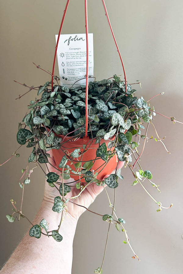 Ceropegia woodii aka "String of Hearts"- PICK-UP ONLY