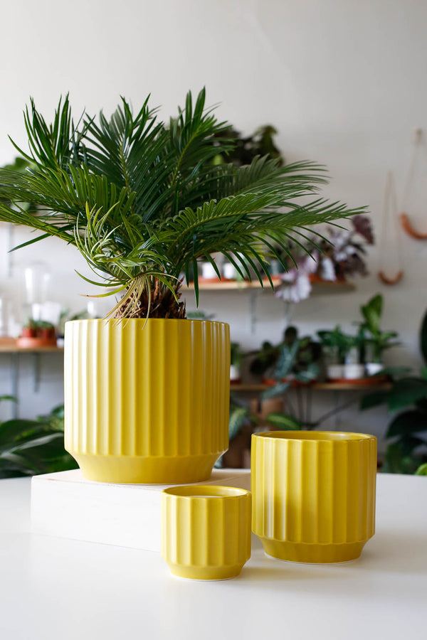 Monroe Planter- Palm
